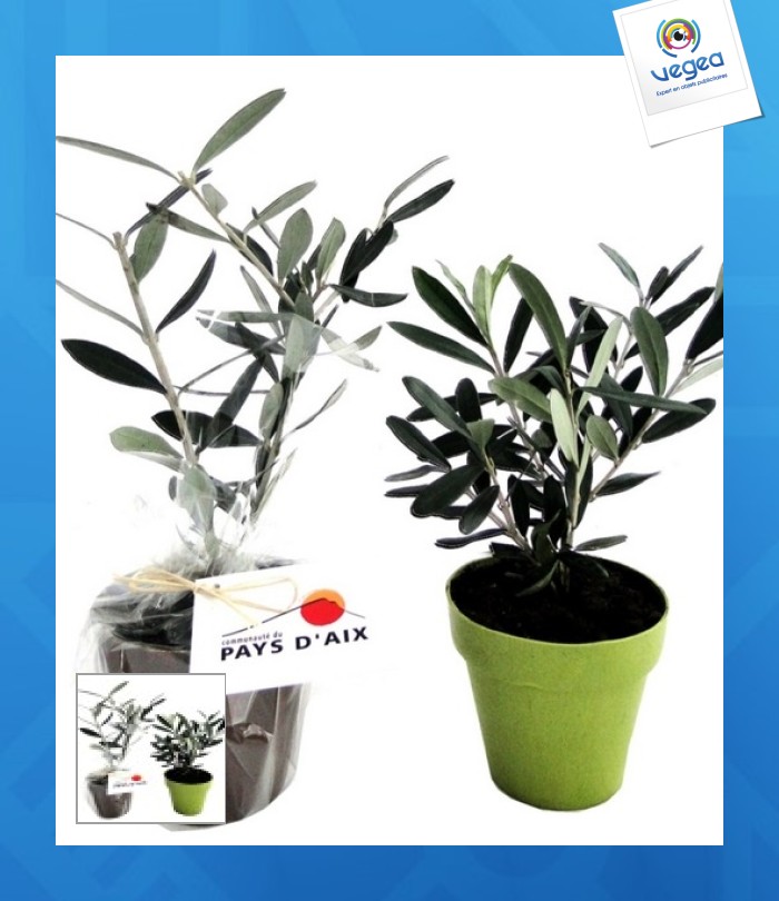 Planta en maceta fibra de bambú 10 cm -prestige