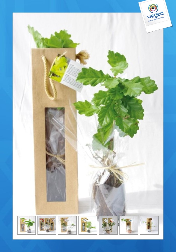 Planta personalizable de árbol en bolsa de kraft