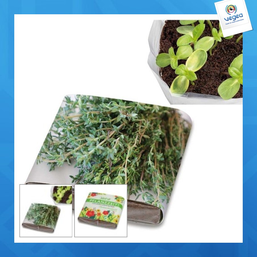 Set de plantación pop-up - tomillo