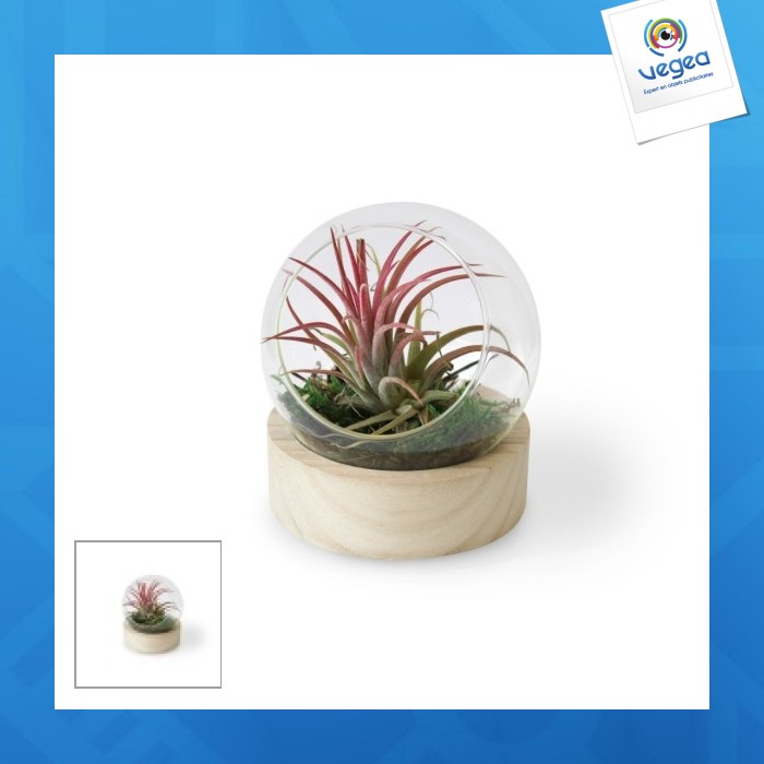 Terrario personalizable miniatura con base de madera