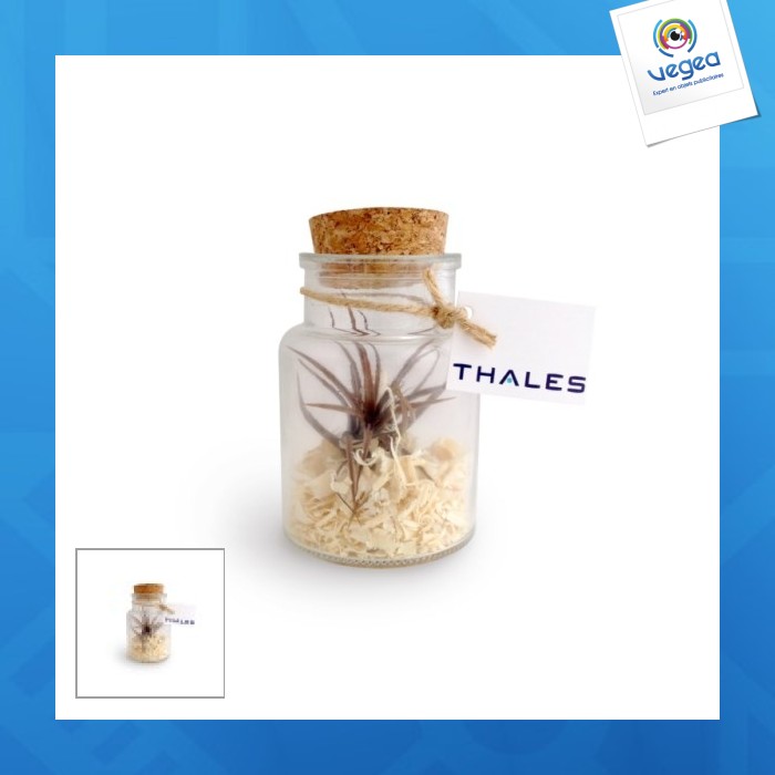 Tillandsia en botella 11cm